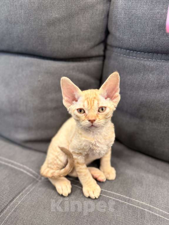 Кошки в Москве: Котенок девон-рекс рыжая девочка  Девочка, 120 000 руб. - фото 2
