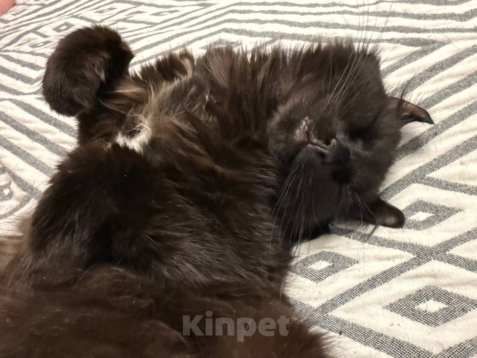 Кошки в Москве: Котопес Елисей ищет дом Мальчик, Бесплатно - фото 2
