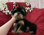 Собаки в Москве: Чёрный йорк мальчик стандарт нежный Мальчик, 40 000 руб. - фото 2