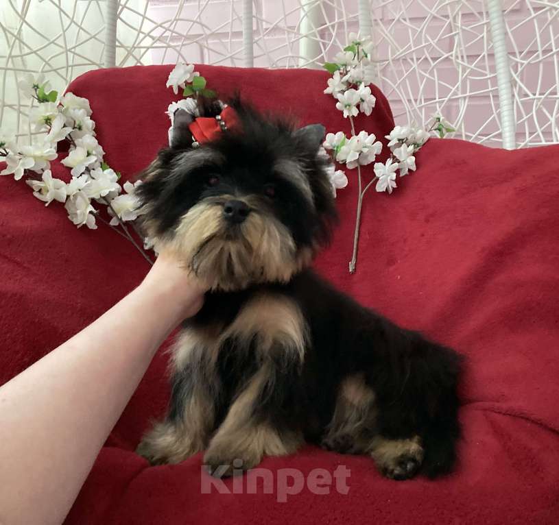 Собаки в Москве: Чёрный йорк мальчик стандарт нежный Мальчик, 40 000 руб. - фото 2