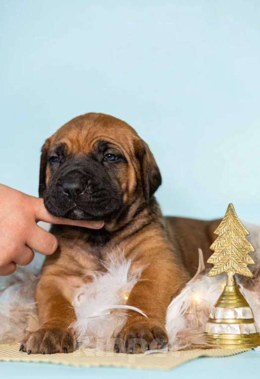 Собаки в Москве: Продажа Кане Корсо Мальчик, 60 000 руб. - фото 7