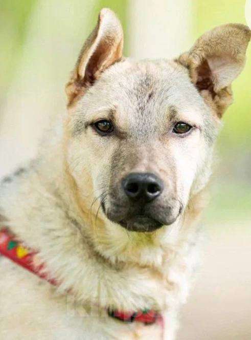 Собаки в Подольске: Брик из приюта ищет дом Мальчик, Бесплатно - фото 4