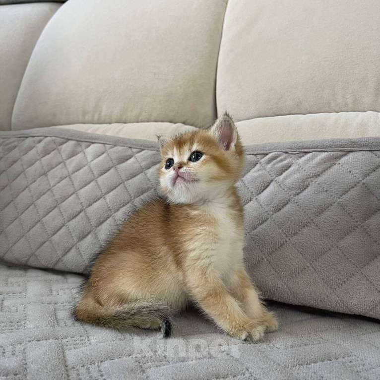 Кошки в Тюмени: Британская золотая шиншилла Мальчик, 35 000 руб. - фото 3