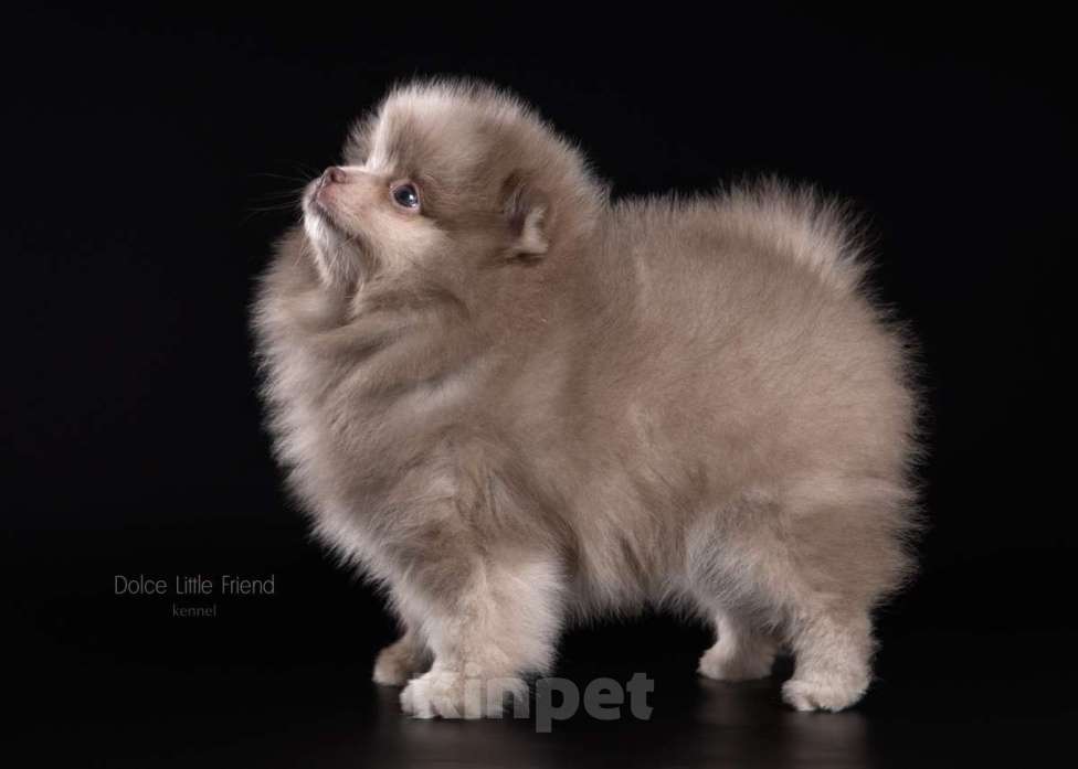 Собаки в Нижнем Новгороде:  Красавица девочка лиловый мрамор Девочка, 55 000 руб. - фото 4