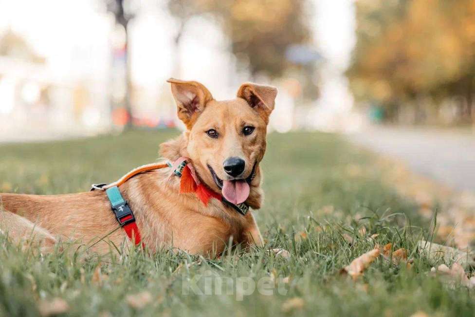 Собаки в Москве: Лион- один на миллион ♥️ Мальчик, Бесплатно - фото 9