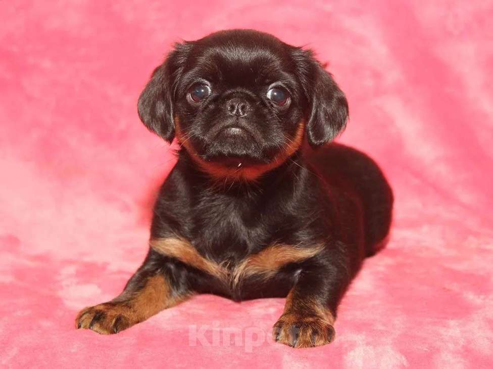 Собаки в Санкт-Петербурге: Очаровательный щенок  Девочка, 80 000 руб. - фото 5