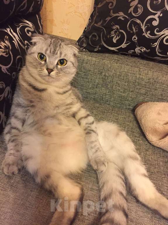 Кошки в Екатеринбурге: Стеша  Девочка, Бесплатно - фото 1