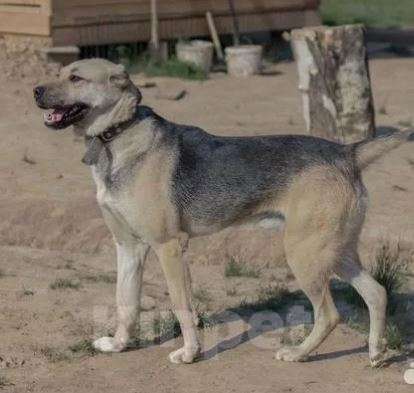 Собаки в Москве: Зор Мальчик, Бесплатно - фото 3