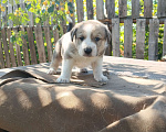 Собаки в Самаре: Щенки Алабая Мальчик, 5 000 руб. - фото 4