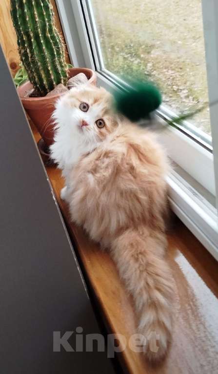 Кошки в Москве: Шотландская кошечка Девочка, 33 000 руб. - фото 6