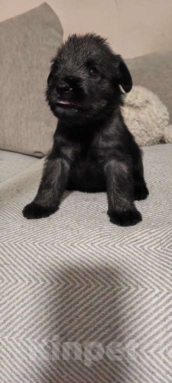 Собаки в Барнауле: Щенок Миттельшнауцера Девочка, 45 000 руб. - фото 3