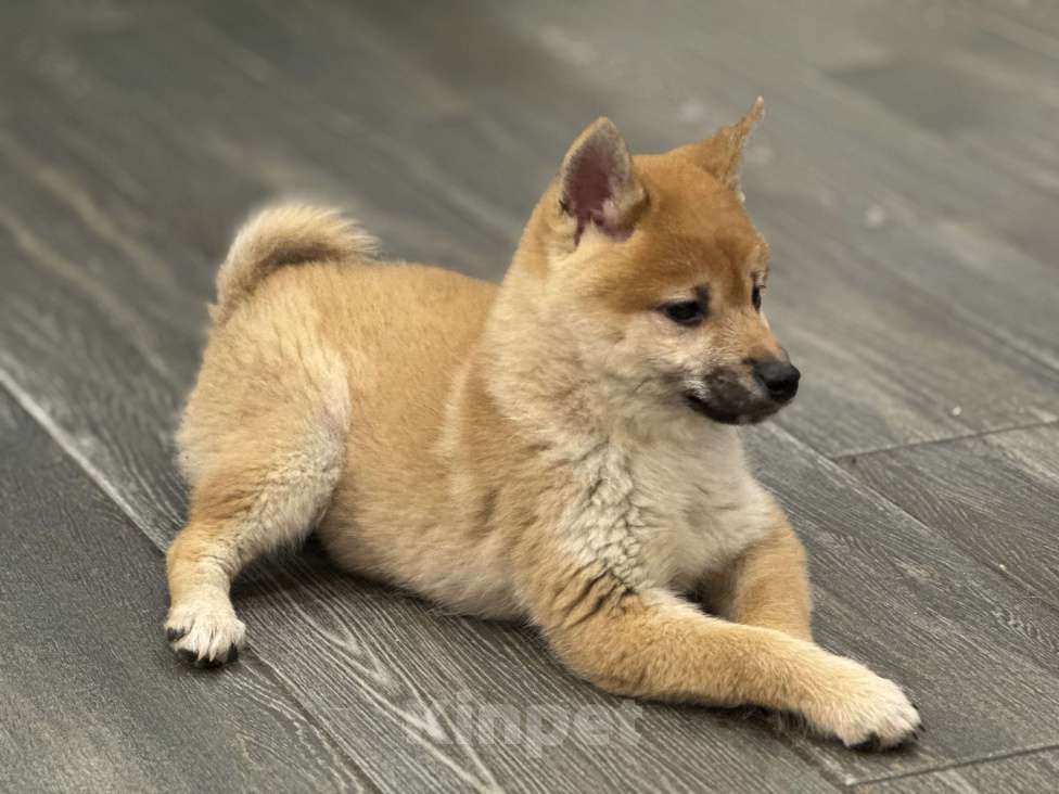 Собаки в Балашихе: Красивая девочка сиба ину Девочка, 40 000 руб. - фото 3