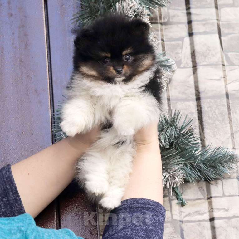 Собаки в Москве: Нарядная красотка Девочка, 75 000 руб. - фото 9