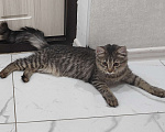 Кошки в Ставрополе: Кошечка Девочка, Бесплатно - фото 1