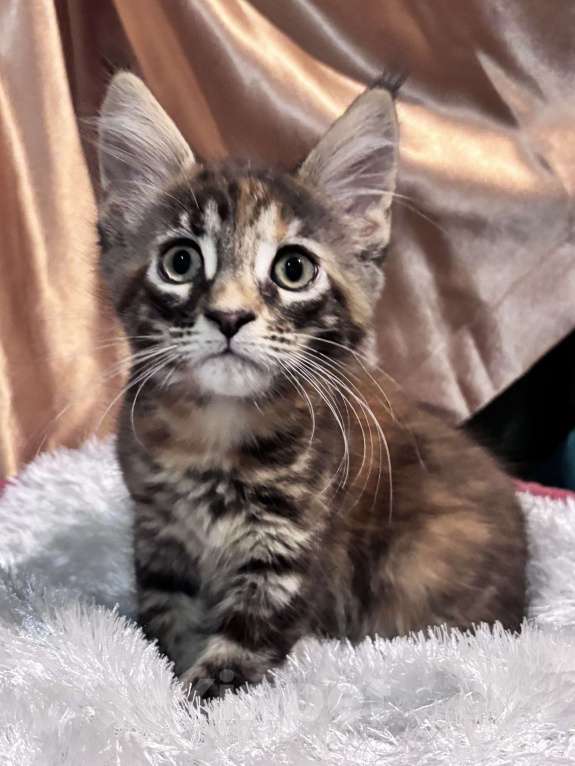 Кошки в Петергофе: Очень яркая девчоночка Девочка, 35 000 руб. - фото 1