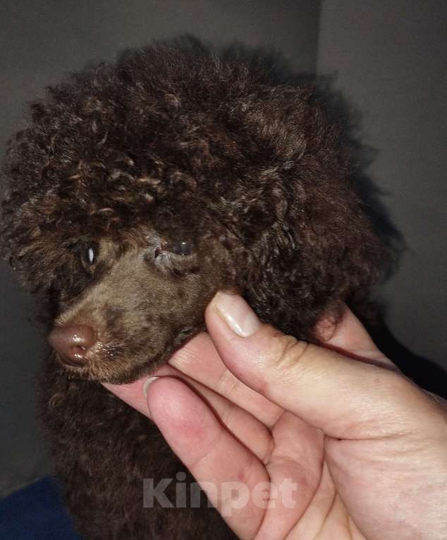 Собаки в Санкт-Петербурге: Той пудель шоколадный мальчик Мальчик, 85 000 руб. - фото 2