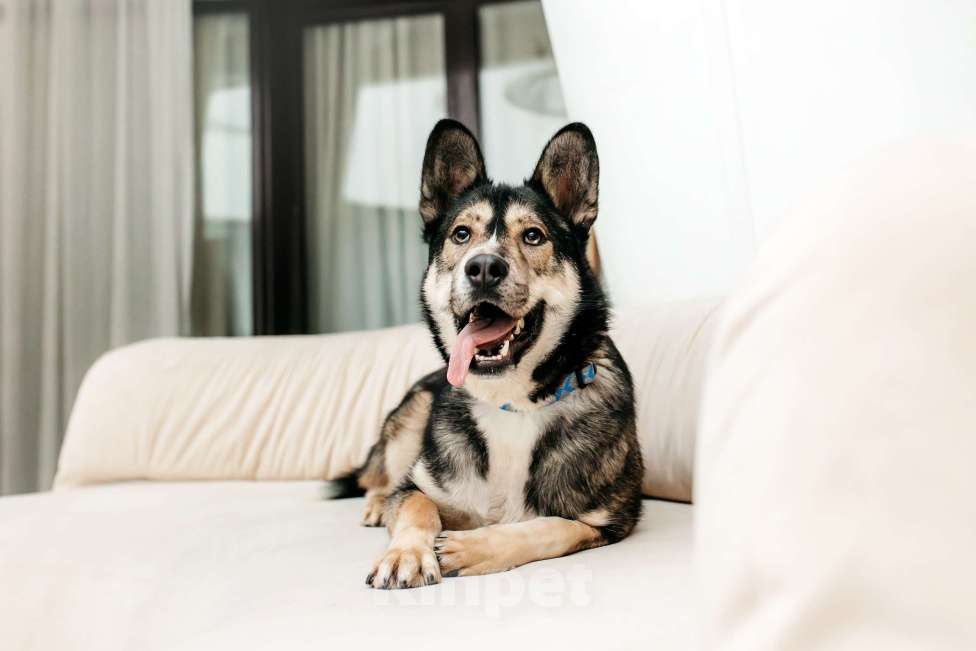 Собаки в Москве: Счастье ищет дом Мальчик, Бесплатно - фото 7