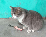 Кошки в Ливны: Пушистая, ласковая красавица ищет дом, Бесплатно - фото 5