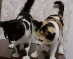 Кошки в Мураше: Котята, 199 руб. - фото 1