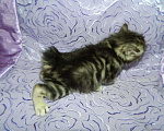 Кошки в Лукоянове: Котик курильский бобтейл, Бесплатно - фото 2
