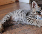 Кошки в Краснодаре: Привезём котёнка даром  в добрые  руки, 1 руб. - фото 6