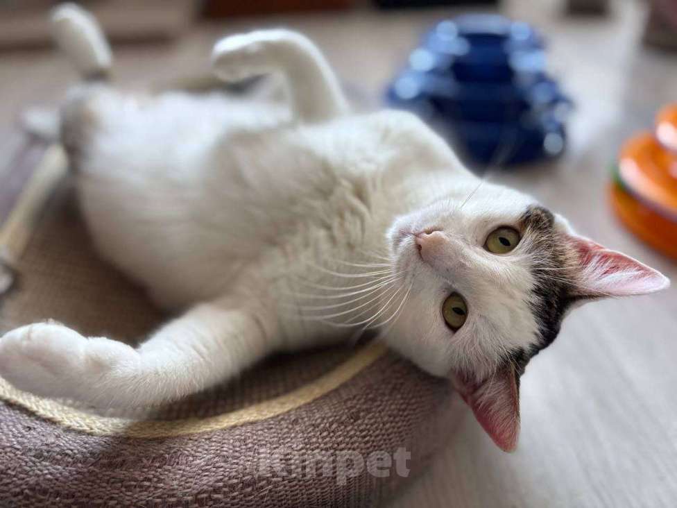 Кошки в Санкт-Петербурге: Ласковая Булочка ищет дом Девочка, Бесплатно - фото 3