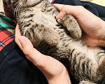 Кошки в Мытищах: Котики в добрые руки Девочка, Бесплатно - фото 7