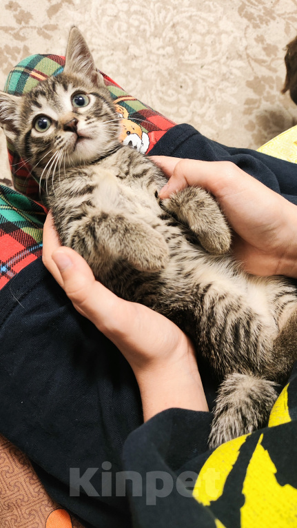 Кошки в Мытищах: Котики в добрые руки Девочка, Бесплатно - фото 7