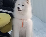 Собаки в Твери: Девочка Самоедской лайки Девочка, Бесплатно - фото 2