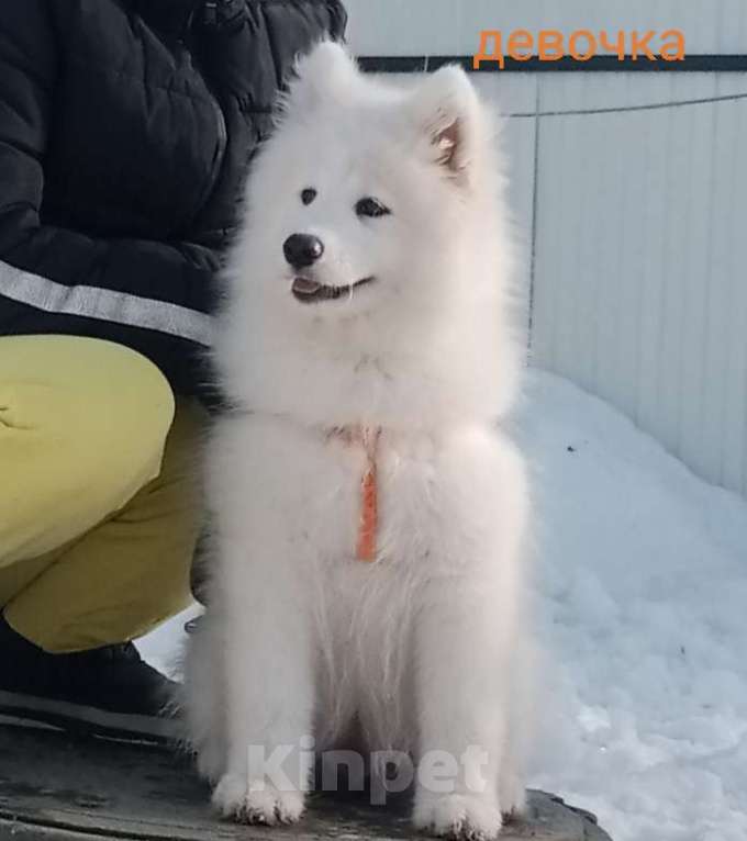 Собаки в Твери: Девочка Самоедской лайки Девочка, Бесплатно - фото 2
