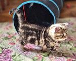 Кошки в Химках: Шотландские прямоухие котята Разнополые, 15 000 руб. - фото 4