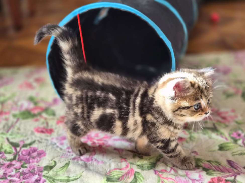 Кошки в Химках: Шотландские прямоухие котята Разнополые, 15 000 руб. - фото 4