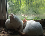 Кошки в Рязани: Котик беленький, кошечка беленькая Мальчик, 300 руб. - фото 1