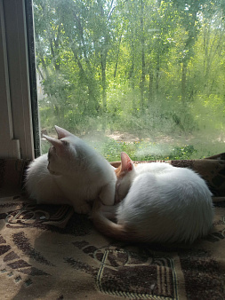 Объявление: Котик беленький, кошечка беленькая, 300 руб., Рязань