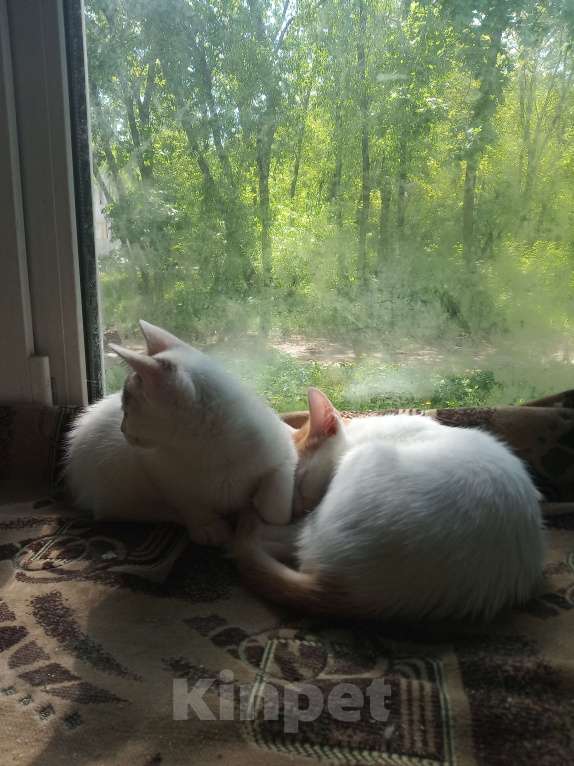 Кошки в Рязани: Котик беленький, кошечка беленькая Мальчик, 300 руб. - фото 1