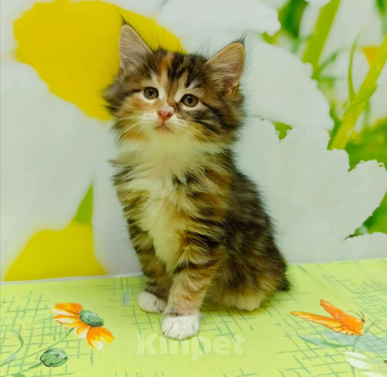 Кошки в Чите: Драгоценные котята курильского бобтейла Девочка, 35 000 руб. - фото 2