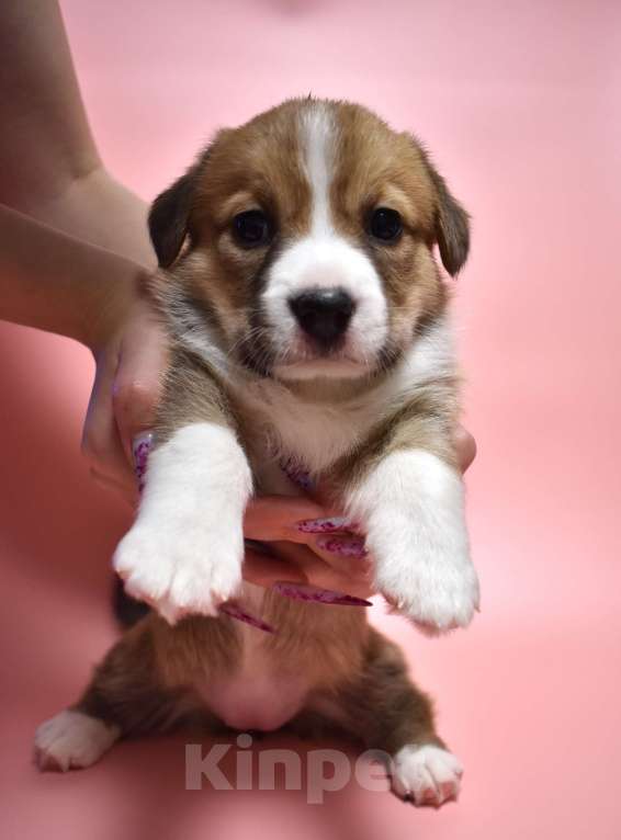 Собаки в Москве: Щенки вельш корги кардиган Мальчик, Бесплатно - фото 1