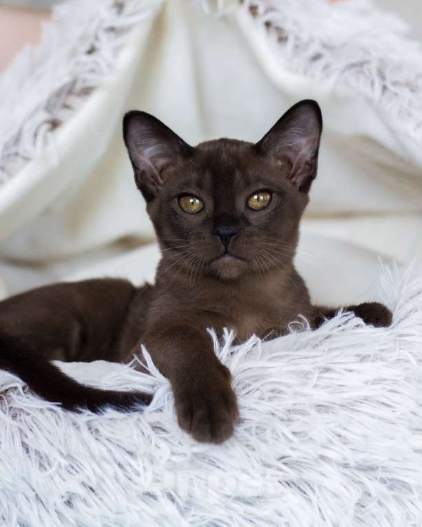 Кошки в Санкт-Петербурге: Бурманская кошечка соболиного окраса из питомника в С-Пб BURHOUSE Девочка, 80 руб. - фото 3