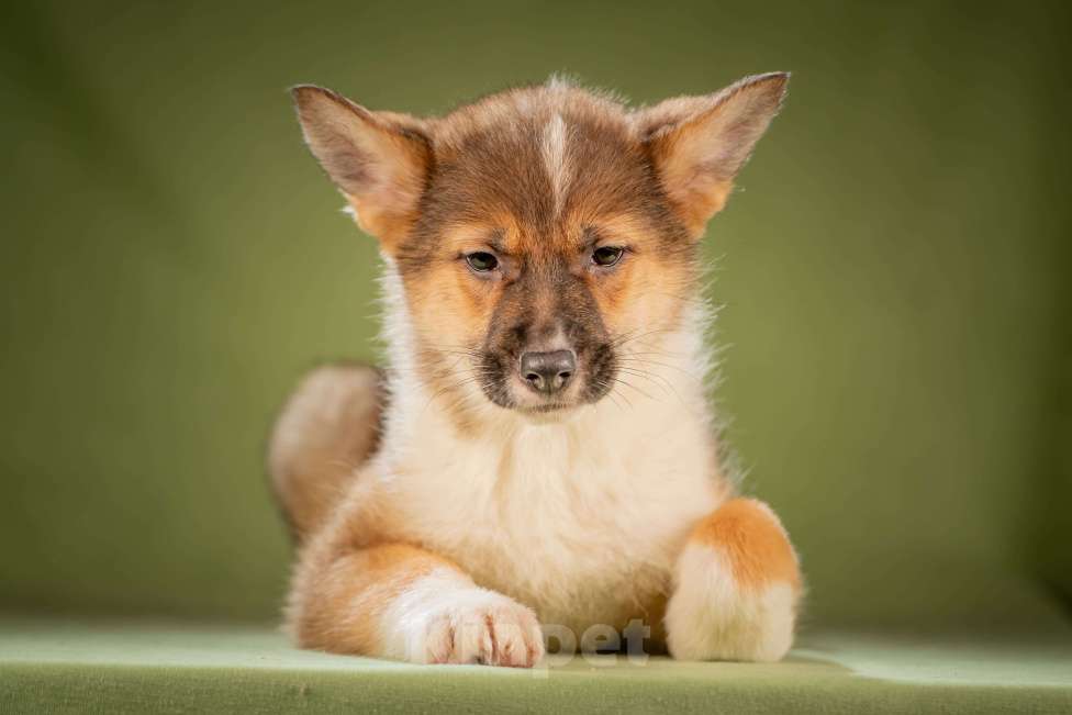 Собаки в Клине: Кешью - трепетная малышка Девочка, Бесплатно - фото 9