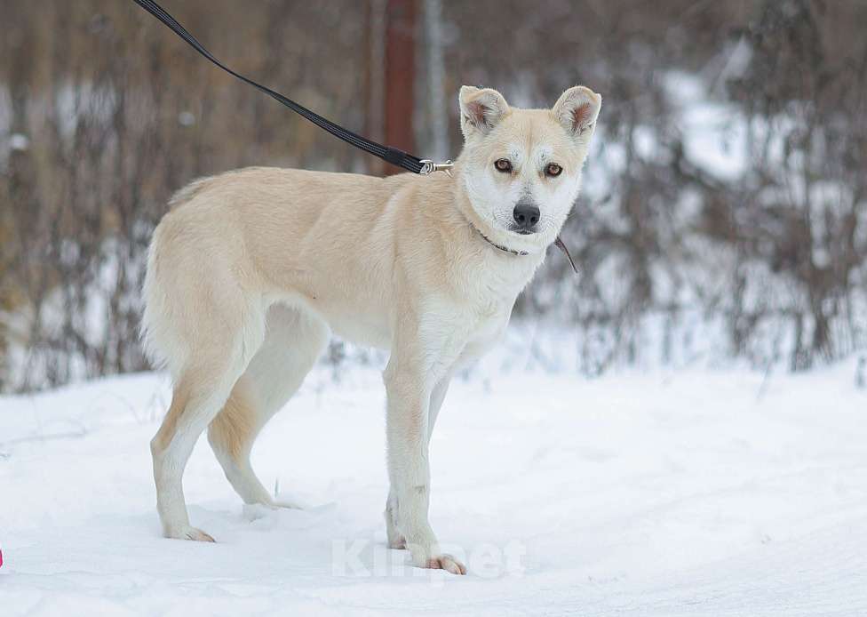Собаки в Москве: Бася. Вторых таких глаз нет Мальчик, 1 руб. - фото 3