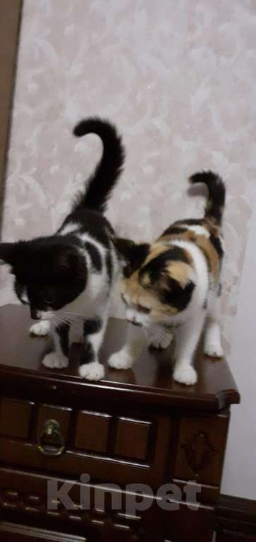 Кошки в Мураше: Котята, 199 руб. - фото 1