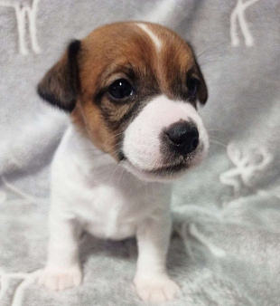 Джек Рассел терьер,щенок