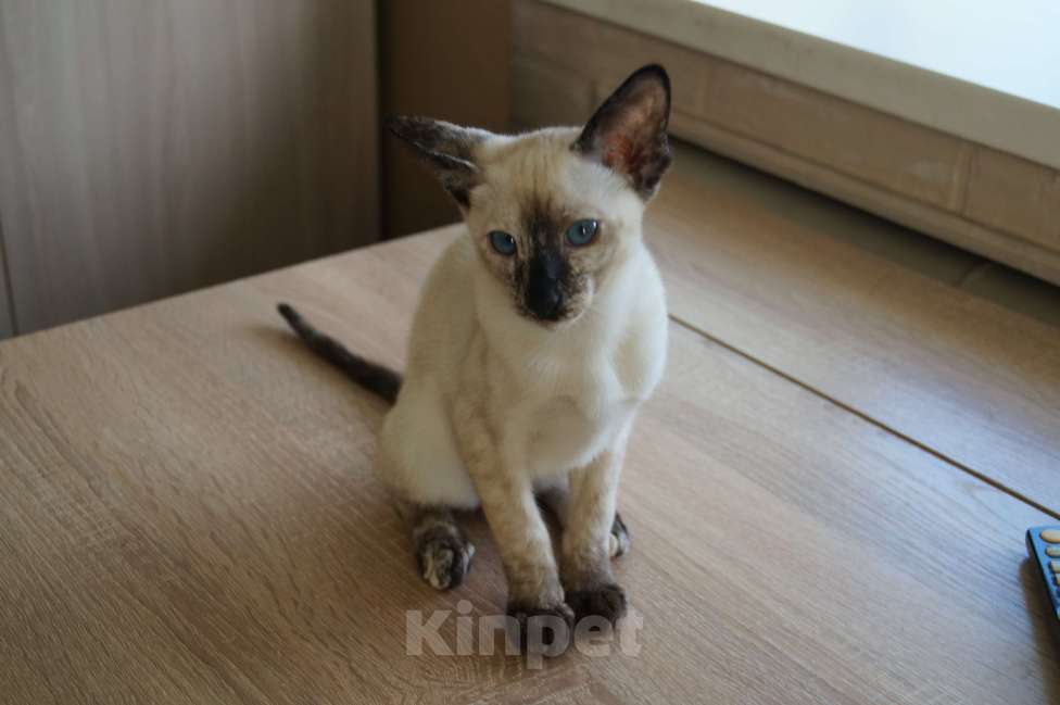 Кошки в Новосибирске: Продам Ориентальных котят Девочка, 20 000 руб. - фото 2