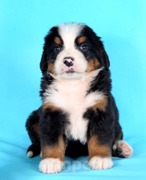 Собаки в Екатеринбурге: ЩЕНКИ БЕРНСКОГО ЗЕННЕНХУНДА Девочка, Бесплатно - фото 2