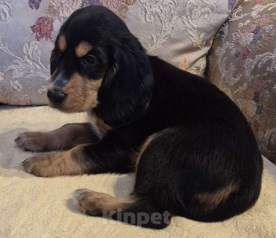 Собаки в Подольске: Щенок русского охотничьего спаниеля Девочка, 65 000 руб. - фото 3