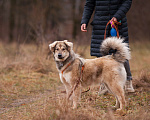 Собаки в Москве: Милашка Буся ждëт тебя.  Девочка, Бесплатно - фото 9