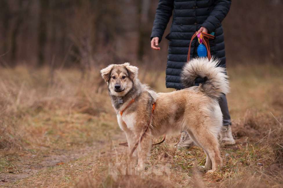 Собаки в Москве: Милашка Буся ждëт тебя.  Девочка, Бесплатно - фото 9