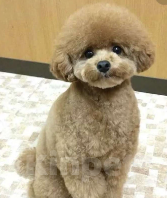 Собаки в Санкт-Петербурге: Очаровательная девочка той пуделя Девочка, Бесплатно - фото 9