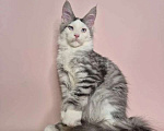 Кошки в Москве: Котенок Мей-Кун Мальчик, 40 000 руб. - фото 1