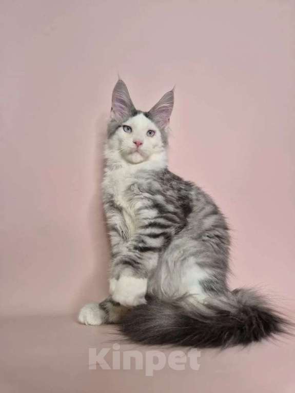 Кошки в Москве: Котенок Мей-Кун Мальчик, 40 000 руб. - фото 1